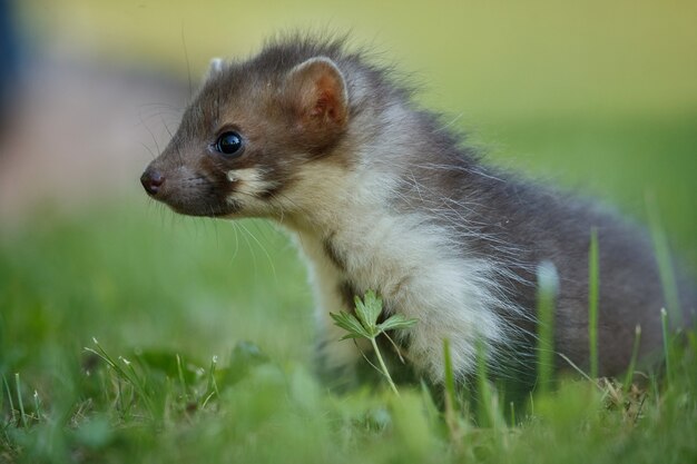 Beautiful cute beech marten 