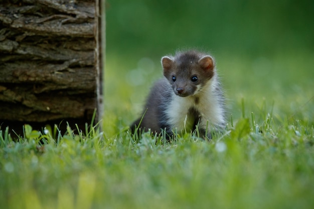 Beautiful cute beech marten 