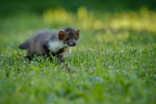 Beautiful cute beech marten 