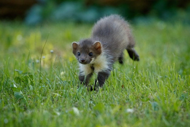 Beautiful cute beech marten 