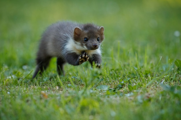 Free photo beautiful cute beech marten