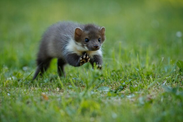 Beautiful cute beech marten 