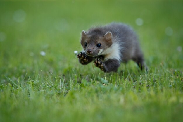 Beautiful cute beech marten 