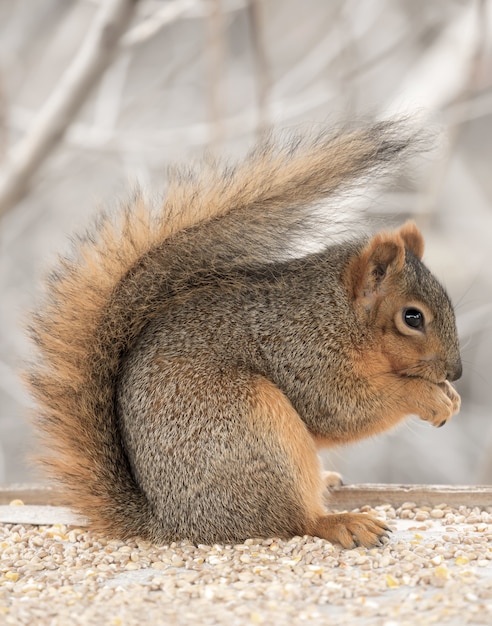 beautiful cute fox squirrel hanging out by itself