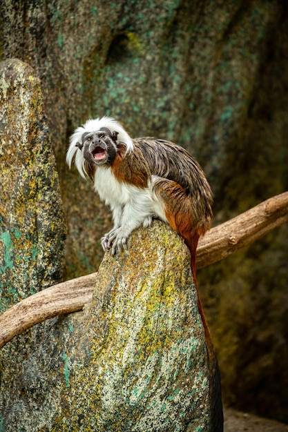 Beautiful and cute tamarin monkey on the rock Saguinus Little monkey species