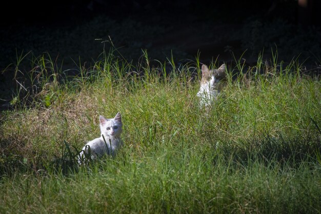 Beautiful cute white kitten and mother cat on green grass