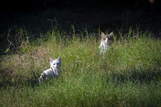 Beautiful cute white kitten and mother cat on green grass
