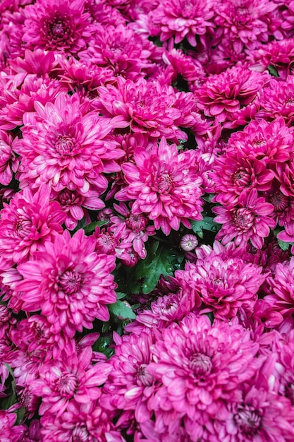 Free photo beautiful dahlia flowers