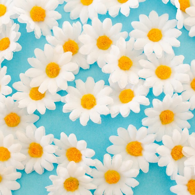 Beautiful daisies close up view on blue background 