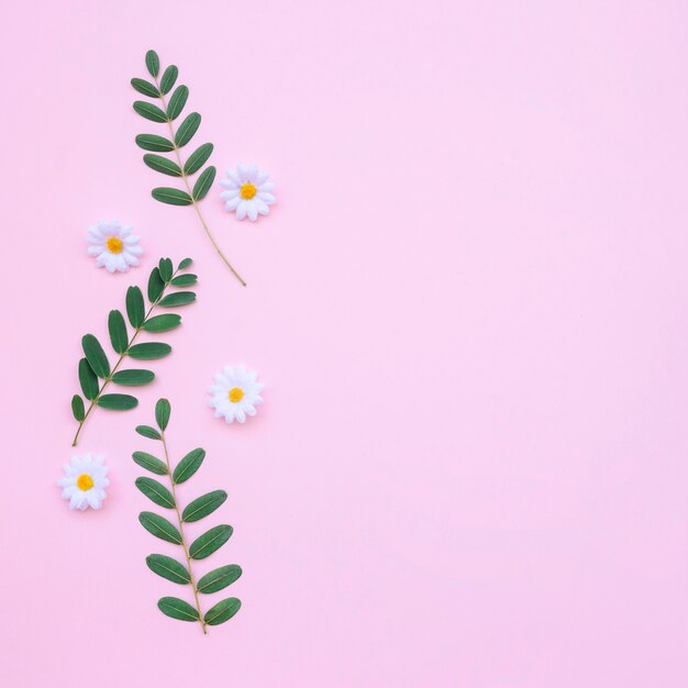 beautiful daisies and leaves on light pink background