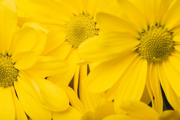 Beautiful daisies with yellow petals