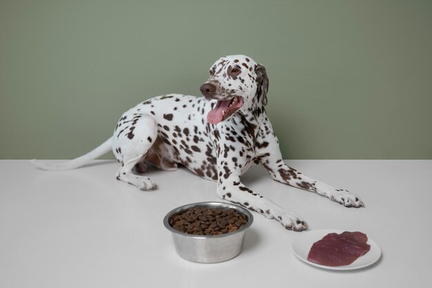 Beautiful dalmatian dog eating