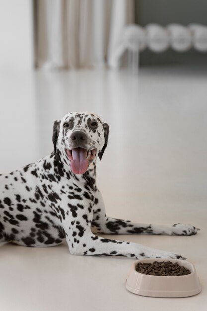 美しいダルメシアン犬を食べる