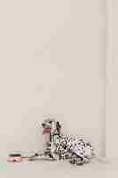 Free photo beautiful dalmatian dog eating