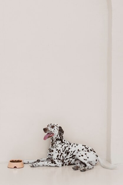 Beautiful dalmatian dog eating