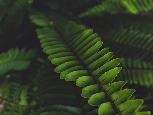 Beautiful dark green nature background fern leaves black green background for design web banner