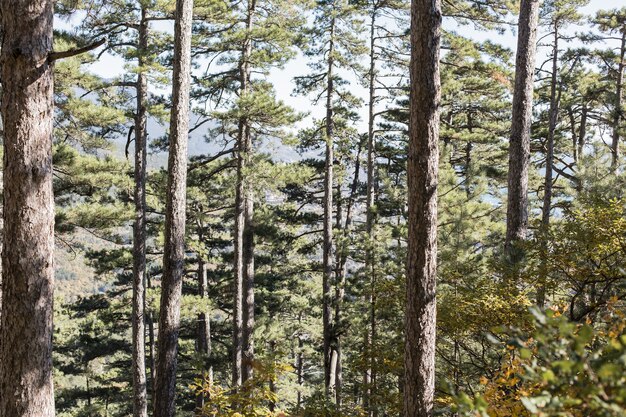 Beautiful day outdoors in the forest