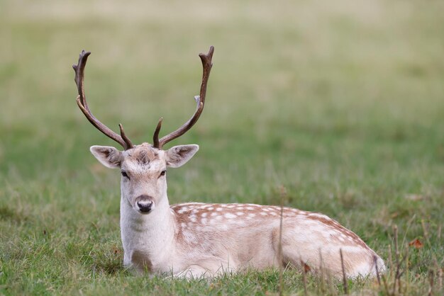 Beautiful deer in the field on a sunny day