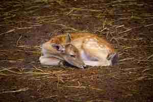 Free photo beautiful deer laying on the ground at a zoo