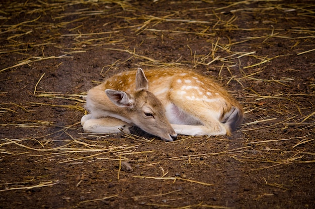 Beautiful deer laying on the ground at a zoo