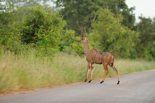 Beautiful deer on a road surrounded by grass covered fields and trees