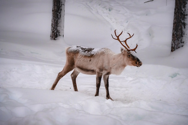겨울 숲에서 눈 덮인 땅에 아름다운 사슴