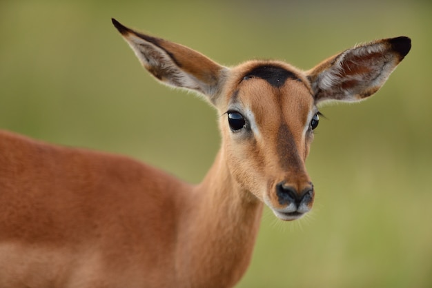 beautiful deer with a blurred background