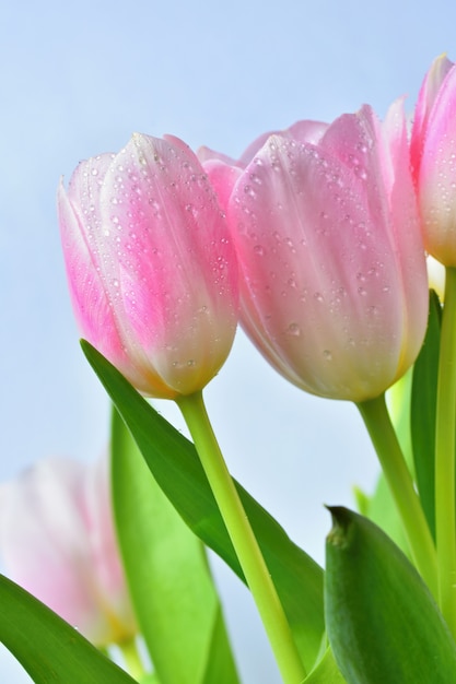 Beautiful delicate spring flowers - pink tulips. Pastel colors and isolated on a pure background. Cl