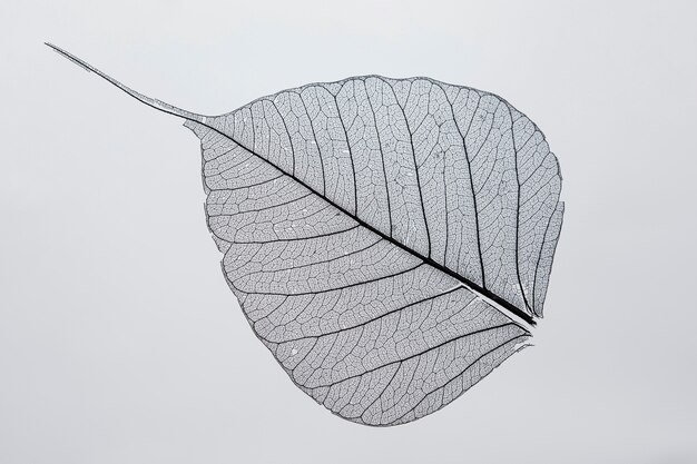 Beautiful and detailed macro leaf