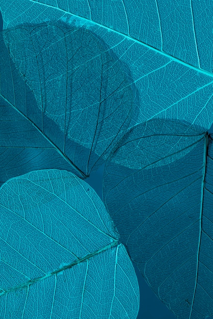 Free photo beautiful and detailed macro leaf