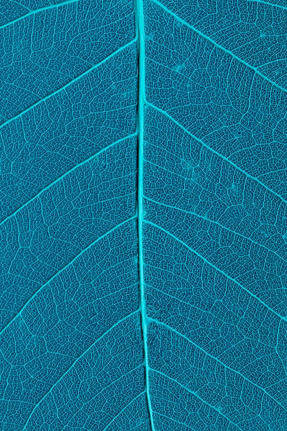 Beautiful and detailed macro leaf