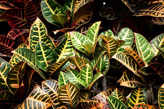 Free photo beautiful detailed tropical leaves