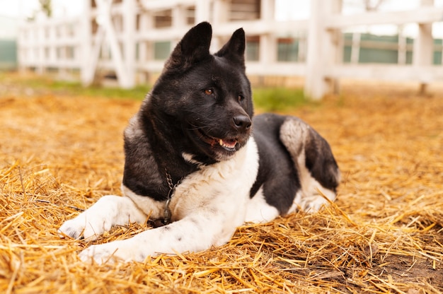 美しい犬の守護農場