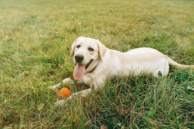 Free photo beautiful dog labrador lying on grass with orange ball at sunset