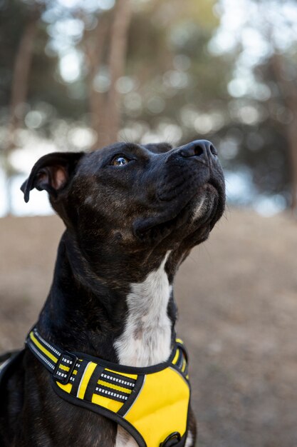 Beautiful dog listening and looking up