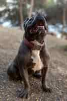 Free photo beautiful dog listening and looking up