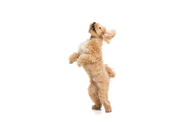 Beautiful dog maltipoo golden color posing isolated over white background Concept of beauty breed pets animal life