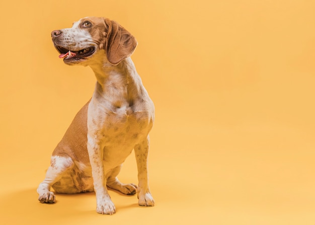 Beautiful dog portrait with copy space