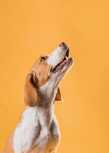 Beautiful dog raising up his head