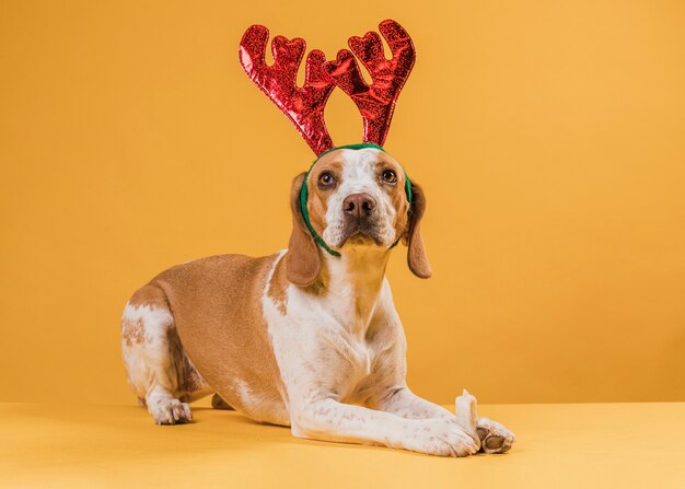 Beautiful dog wearing reindeer horns