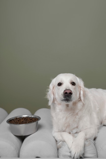 Bellissimo cane con cibo nutriente