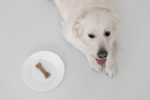 Beautiful dog with nutritious food