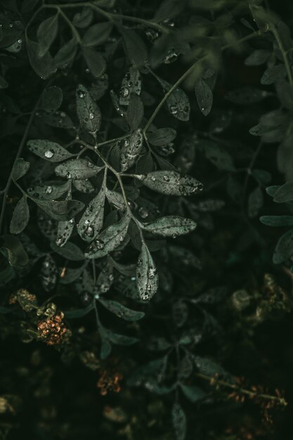 Beautiful droplets on leaves of green plant