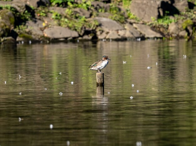 Красивая утка стоя на бревне в середине озера в лесу Идзуми, Ямато, Япония