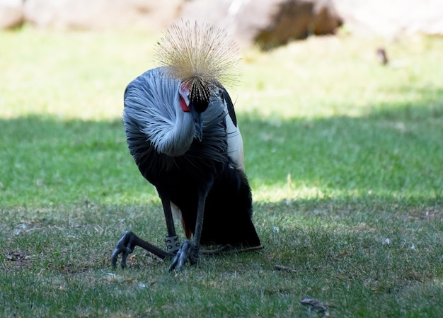 Foto gratuita bella gru coronata dell'africa orientale seduta in una zona ombreggiata.