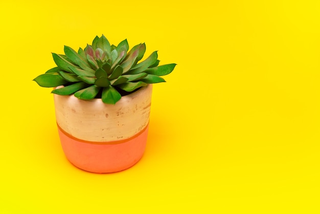 Beautiful echeveria plant in a pot isolated on a yellow background