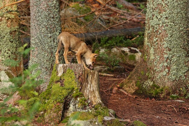 다채로운 여름 숲에서 아름답고 찾기 힘든 유라시아 늑대