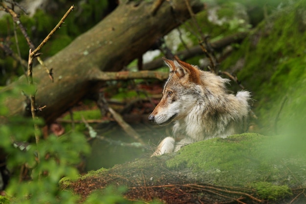 Beautiful and elusive eurasian wolf in the colorful summer