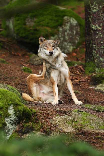 화려한 여름에 아름답고 찾기 힘든 유라시아 늑대
