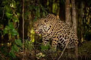 Foto gratuita giaguaro americano bello e in via di estinzione nell'habitat naturale panthera onca selvaggio brasil brasiliano fauna pantanal verde giungla grandi felini
